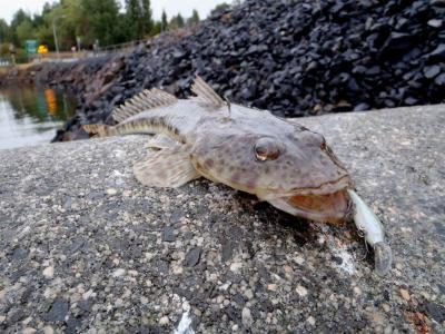 First taste of Tassy - Saltwater Fishing Reports - DECKEE Community