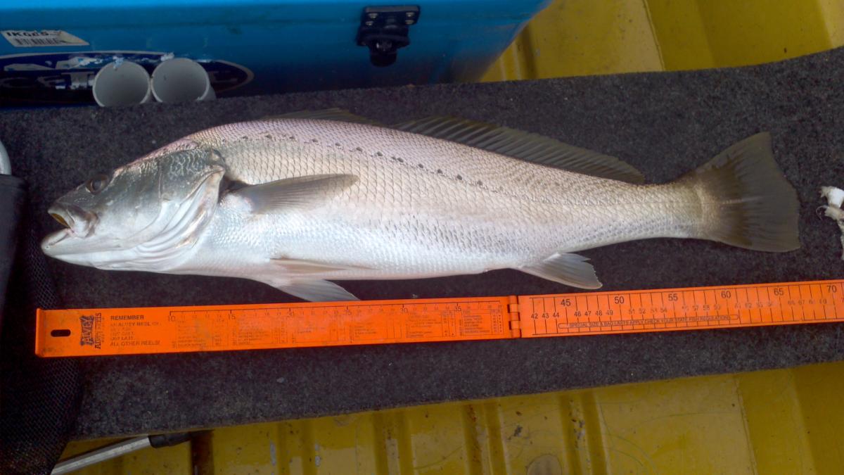 Lilli Pilli - Fishing Reports - DECKEE Community