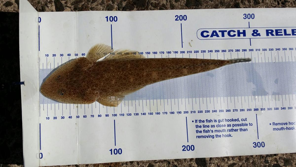 What Species Of Flathead Northern Sand Flathead The Aquarium 