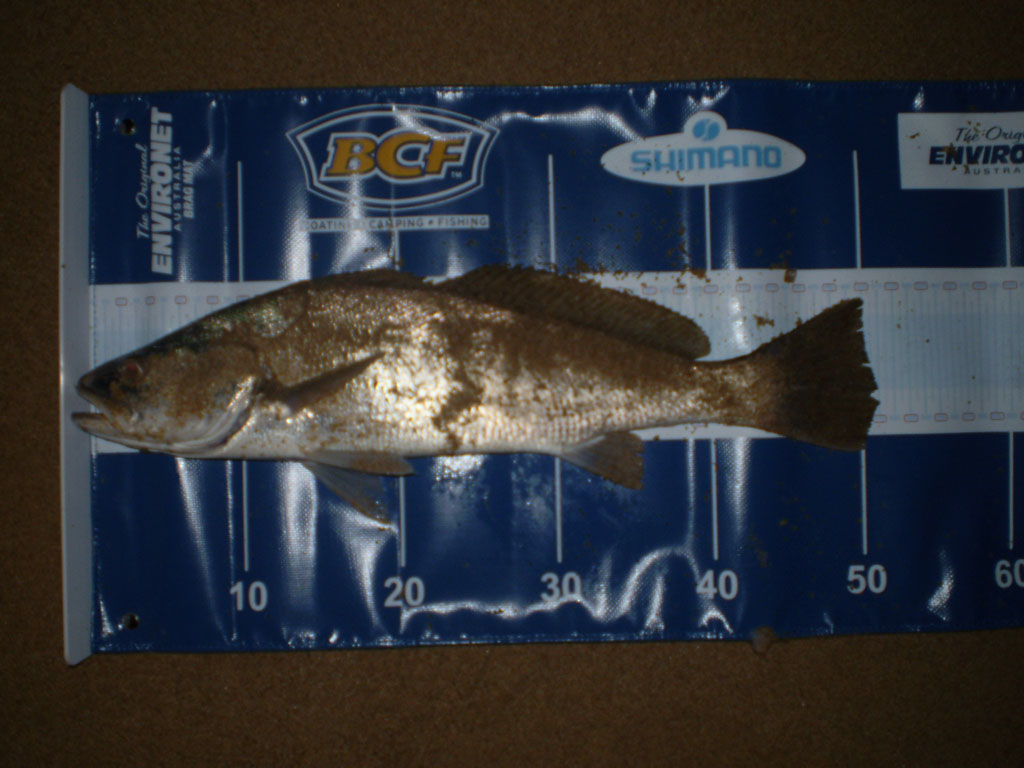 My First Mulloway - Fishing Reports - DECKEE Community