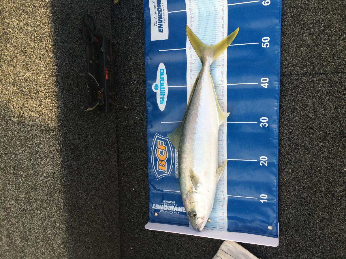 Whole day at Clifton Gardens - Fishing Reports - DECKEE Community