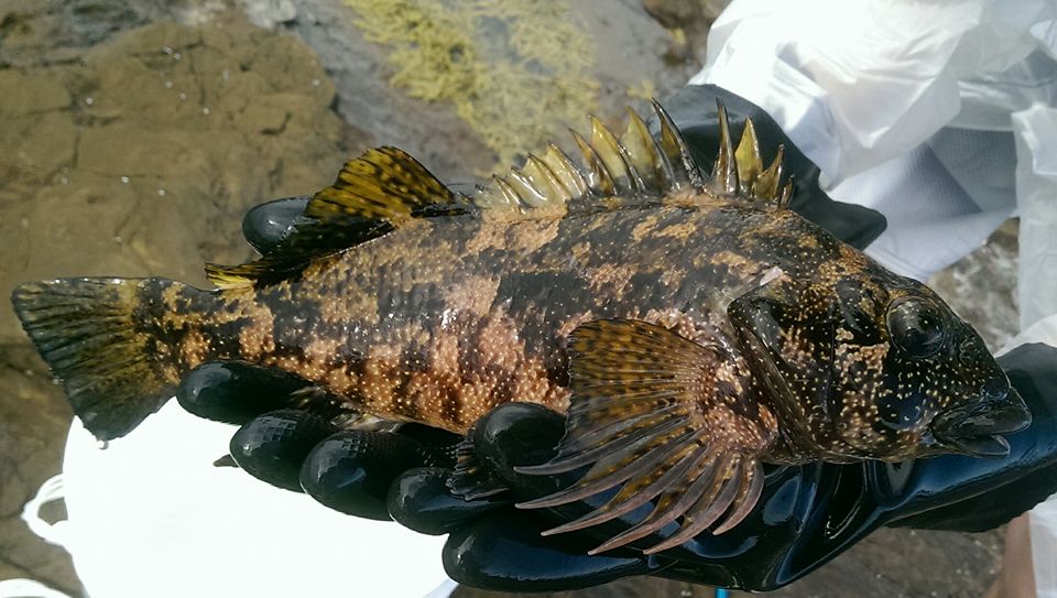 Please help me ID this fish from the rocks(Eastern Kelpfish) - The Aquarium  - DECKEE Community