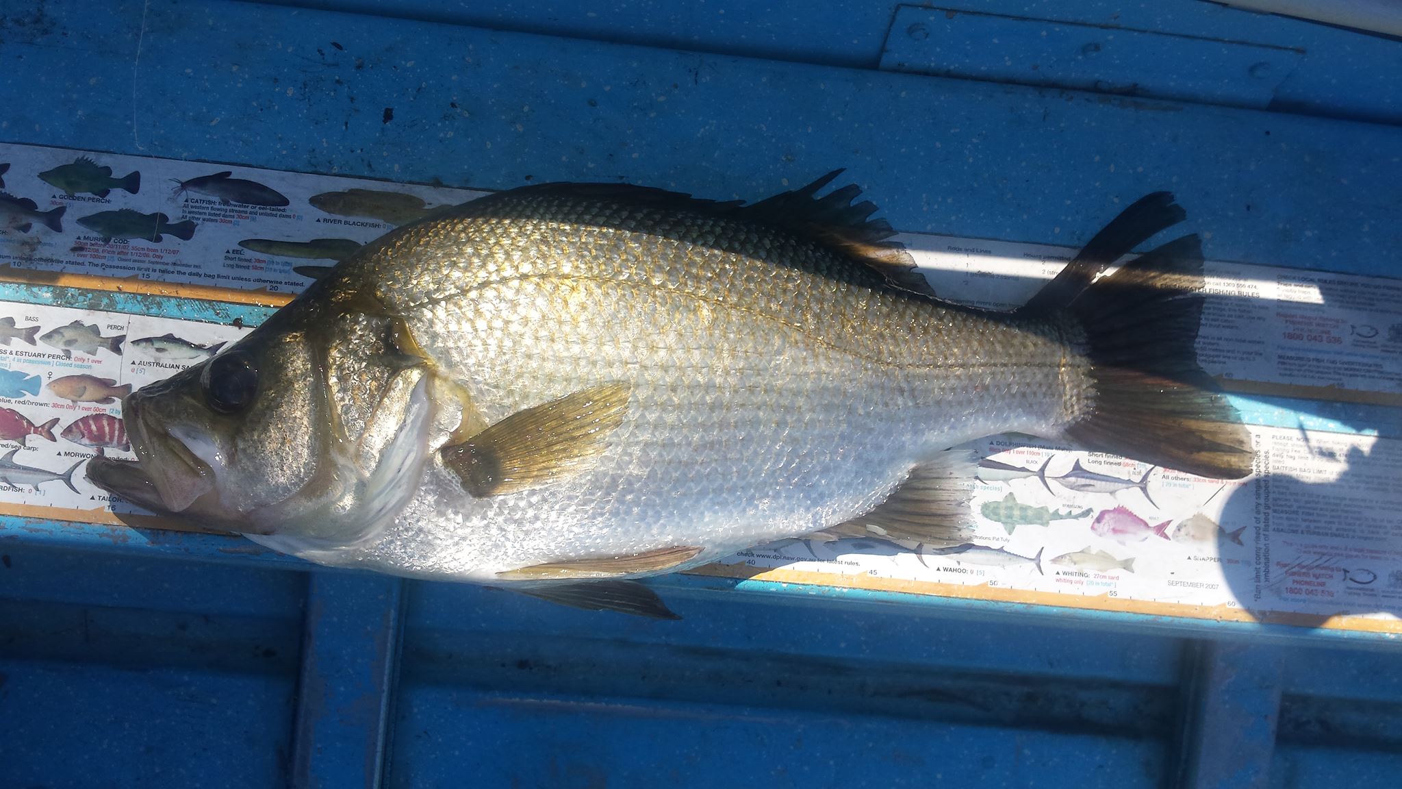 HAwkesbury River Lower Portland - Fishing Reports - DECKEE Community