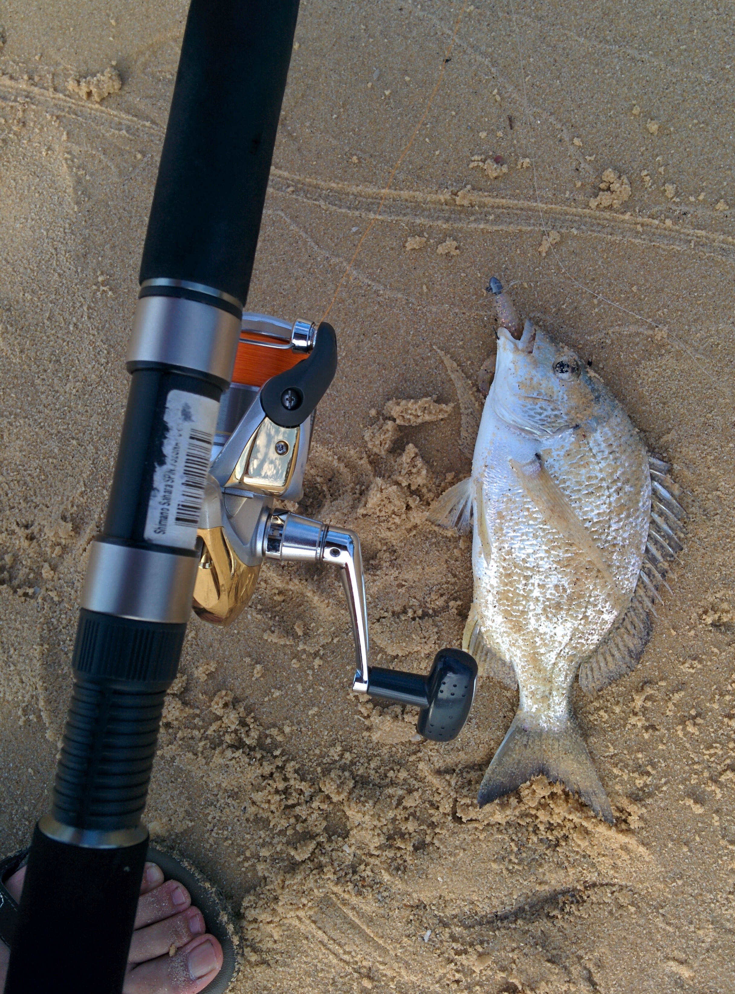 First bream on a SP off Clontarf 4 Dec - Fishing Reports - DECKEE Community