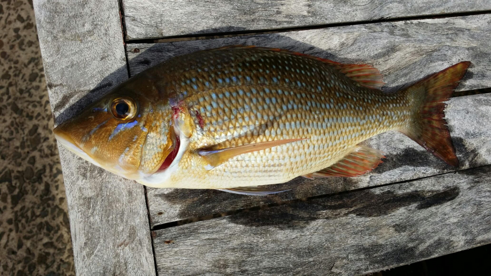 A species of emperor ? (Spangled Emperor) - The Aquarium - DECKEE Community