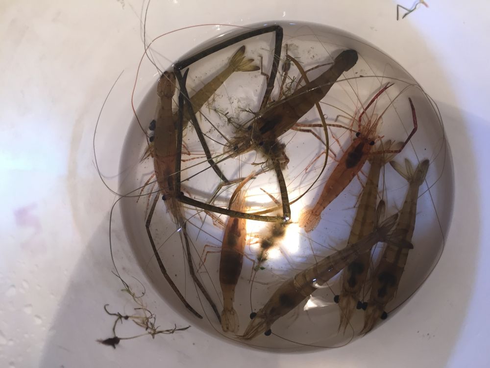 Funky looking prawn (New Holland River Prawn) - The Aquarium - DECKEE ...