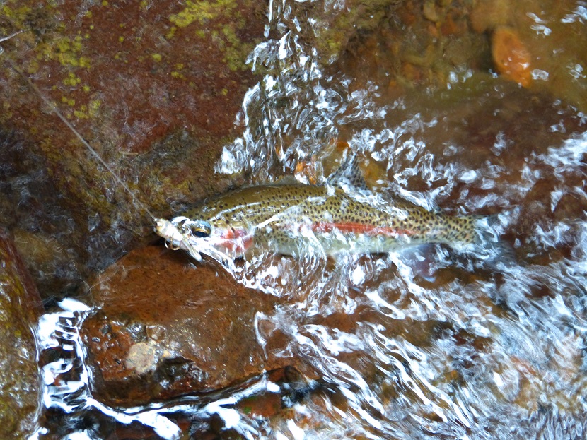 Another Ebor trip - Freshwater Fishing Reports - DECKEE Community