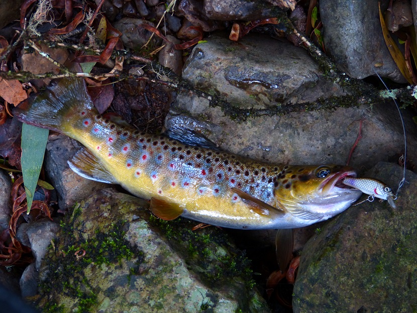 Another Ebor trip - Freshwater Fishing Reports - DECKEE Community