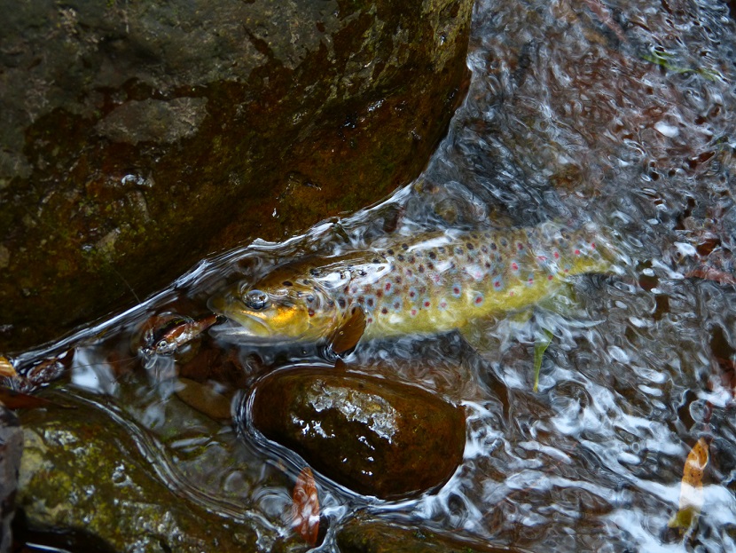 Another Ebor trip - Freshwater Fishing Reports - DECKEE Community