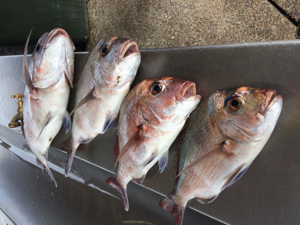 Port Stephens Snaps Time!!! - Fishing Reports - DECKEE Community