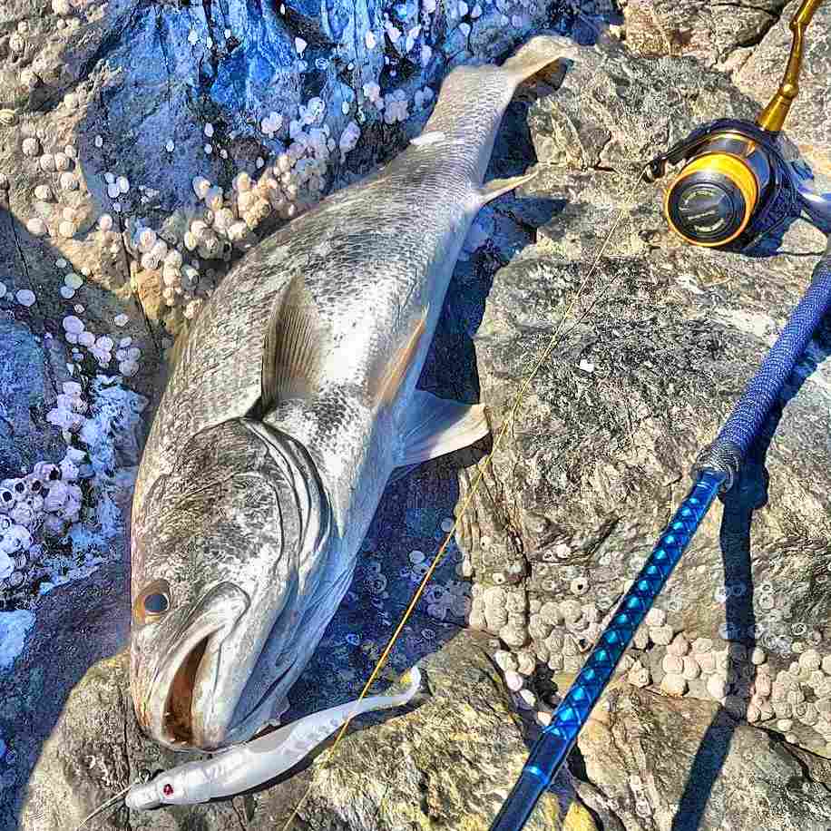 Jewfish lures - Saltwater Fishing Chat - DECKEE Community