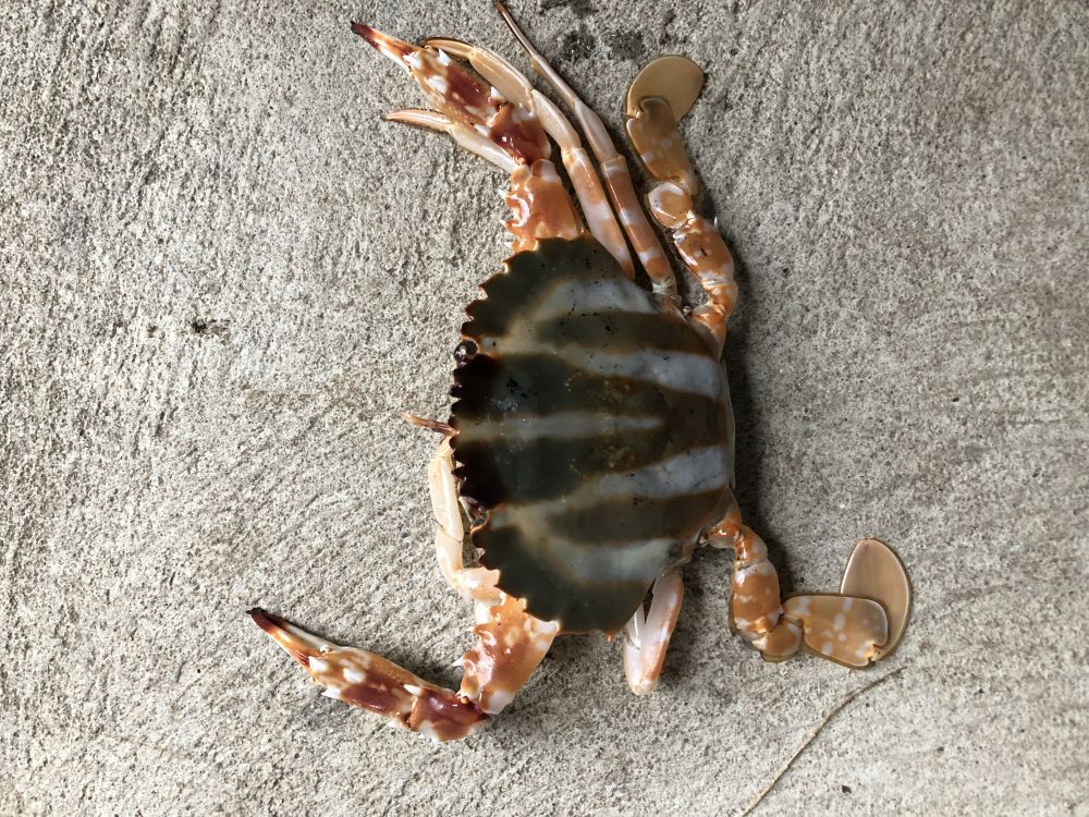 Coral Crab (Coral Crab) - The Aquarium - DECKEE Community