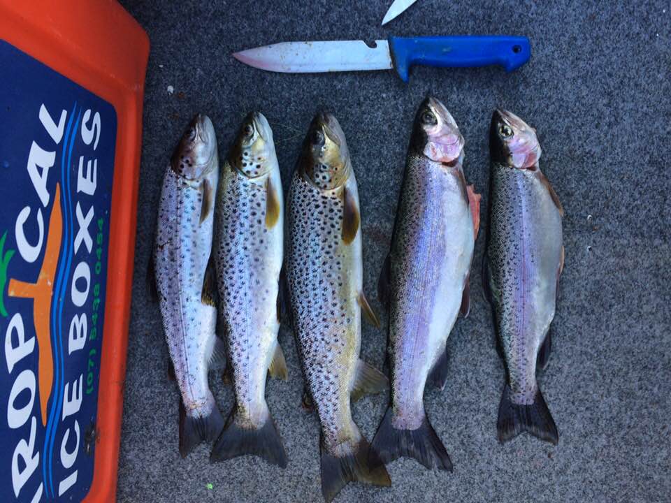 Jindabyne Trout trip Fishing Reports DECKEE Community