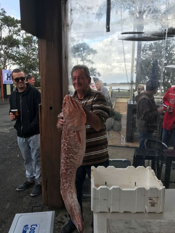 Pink Ling (done) - Submit your record fish photo - DECKEE Community