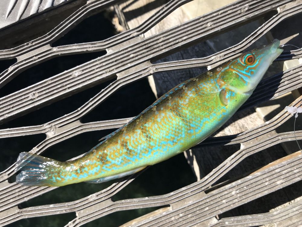 Blue Weed Whiting? Good eating? (Blue WeedWhiting) The Aquarium