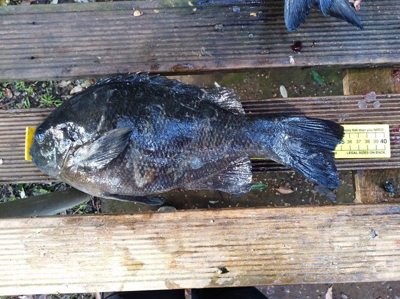 First Drummer Fishing Reports DECKEE Community