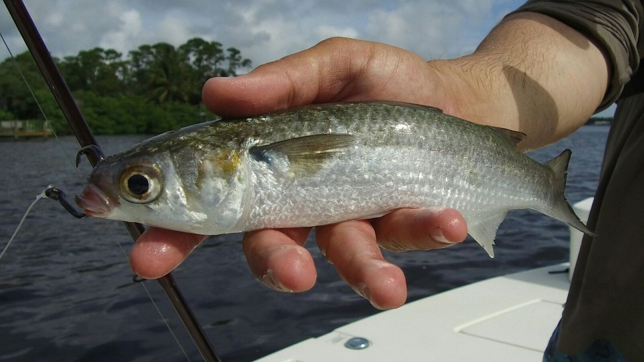 Kingfish onlive mullet? - Fishing Chat - DECKEE Community