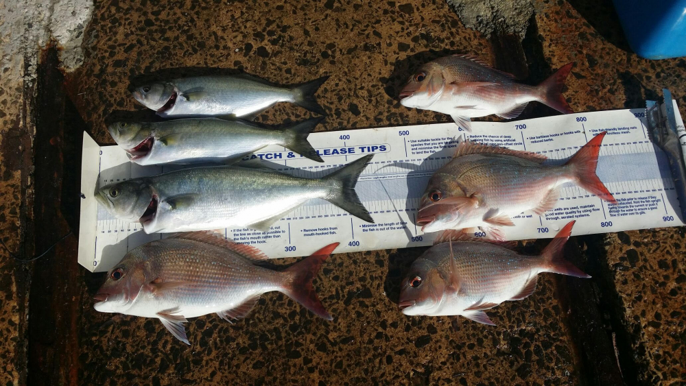 Lilli Pilli - Fishing Reports - DECKEE Community