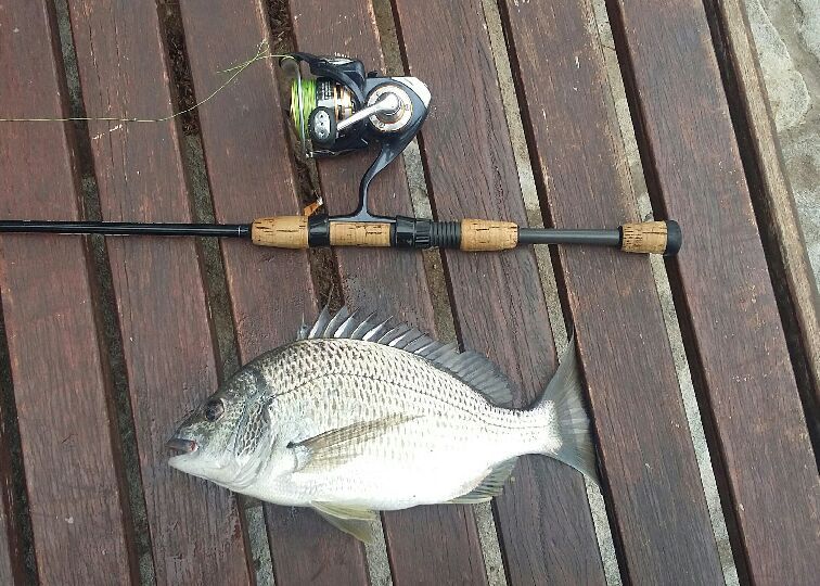 Bream on Topwater Lures - Fishing Chat - DECKEE Community