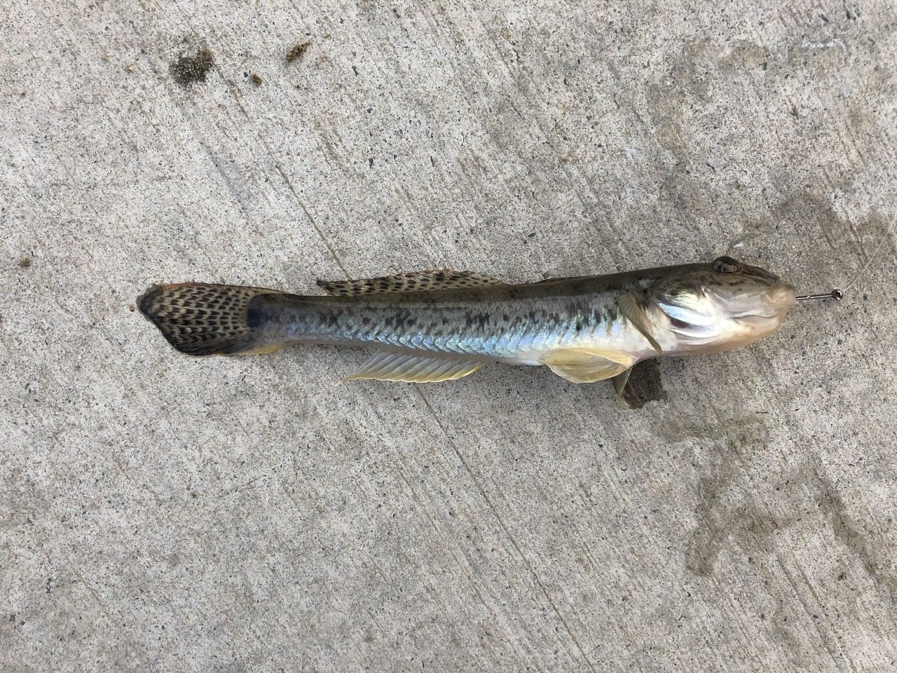Fish ID please Fishing Chat Fishraider