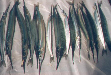 ARTICLE - How to catch GARFISH - Articles - DECKEE Community