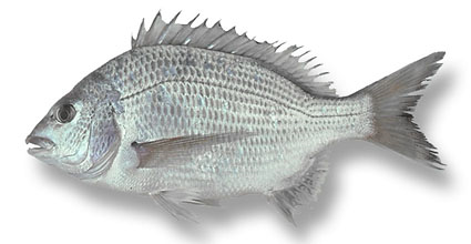 ARTICLE - How to catch BREAM - Articles - DECKEE Community