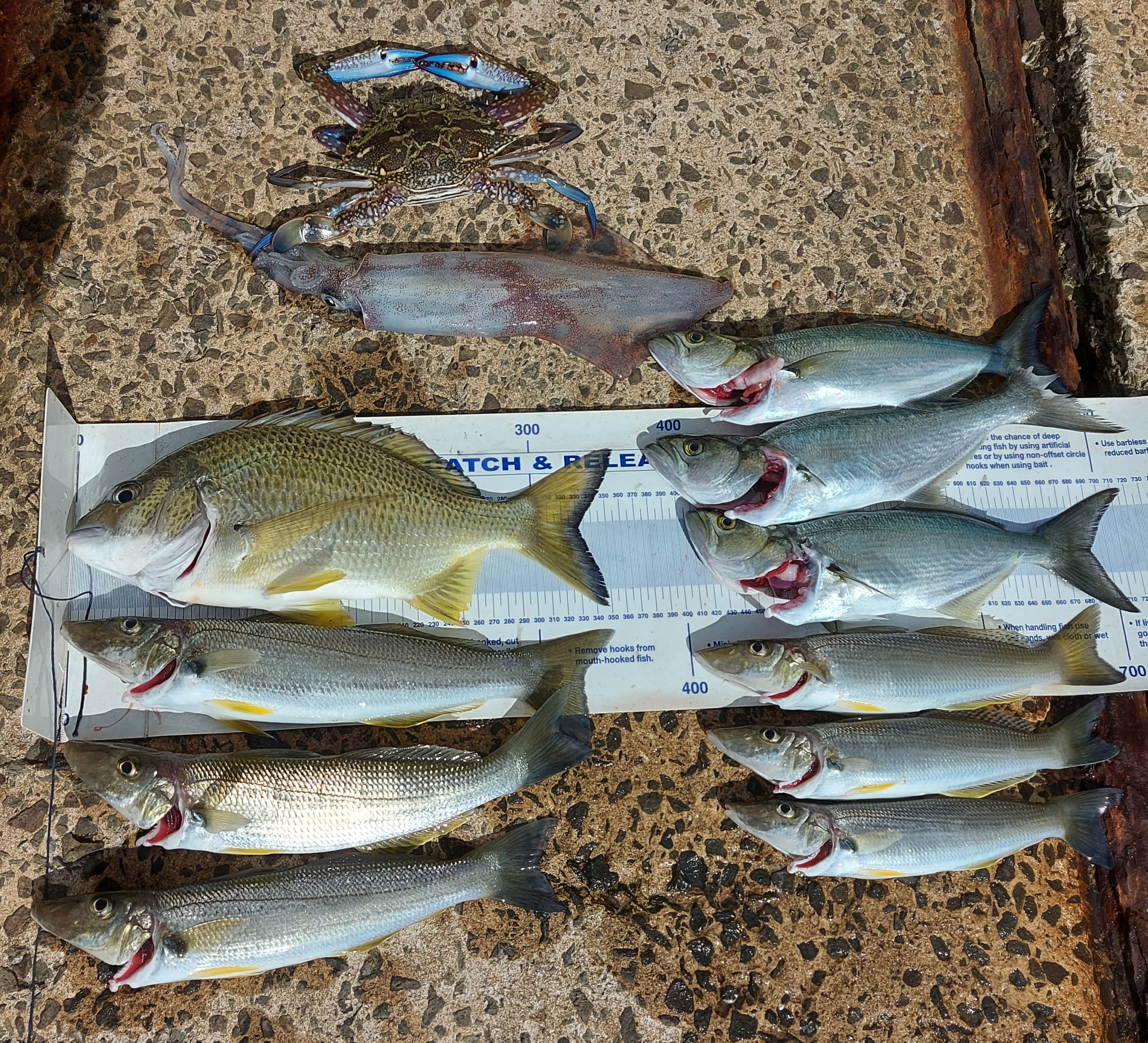 Port Hacking - Fishing Reports - DECKEE Community