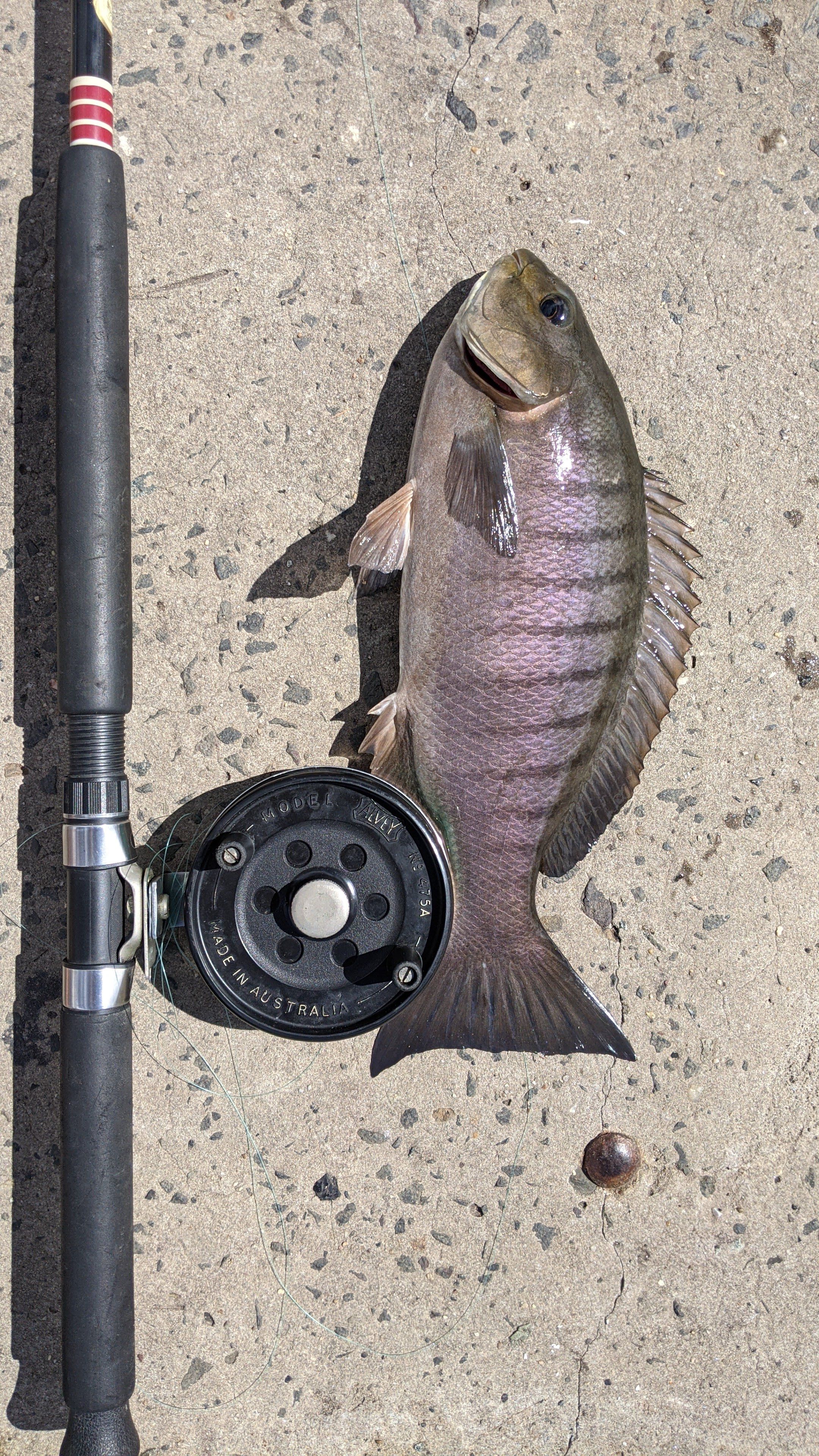 First winter blackfish. - Fishing Reports - DECKEE Community