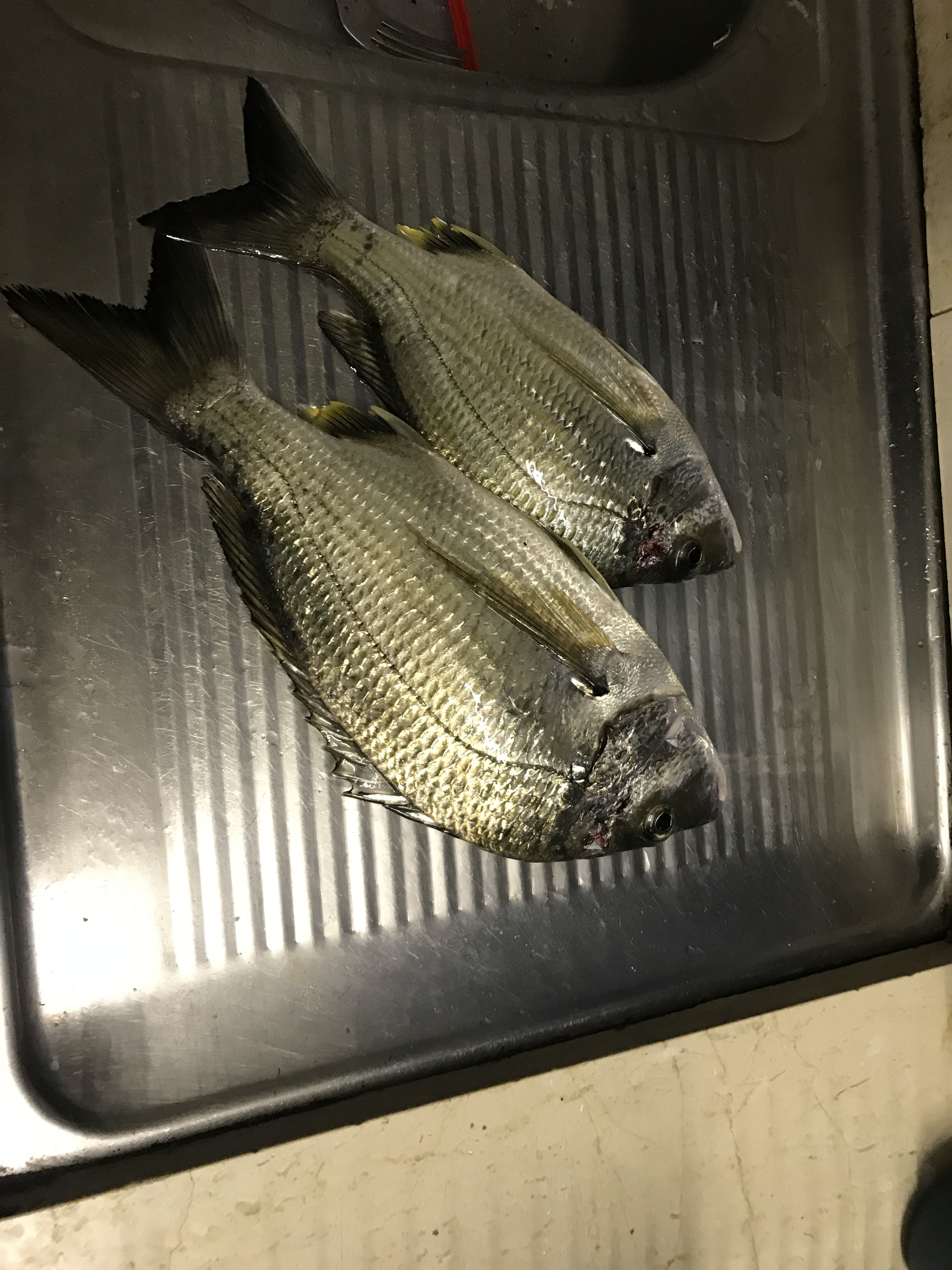 Rushcutters bream on crabbies - Fishing Reports - DECKEE Community