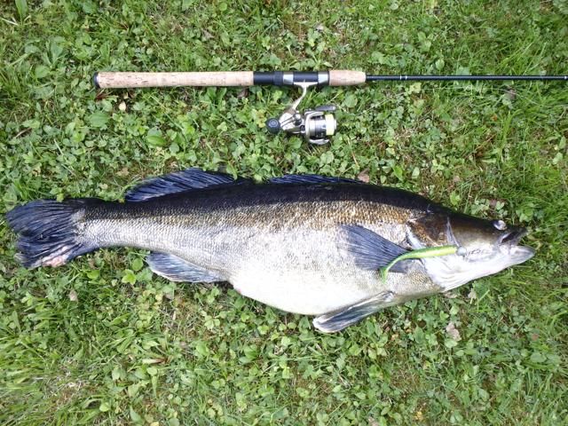 Zander - Bait Fishing Records - DECKEE Community