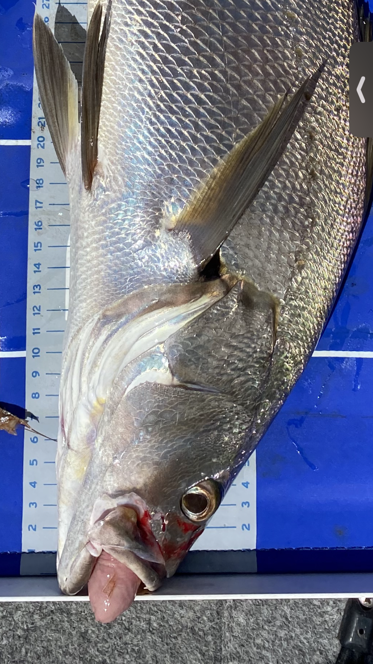 Ventafish Fish Venting Tool