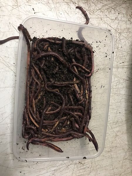 ARTICLE - Grow Your Own European Nightcrawler Worms - Articles