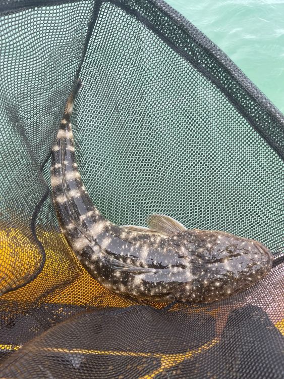 Port hacking lizard - Fishing Reports - DECKEE Community