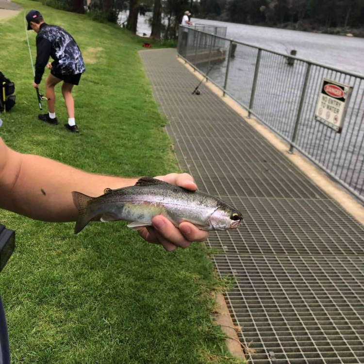Penrith Trout!! Freshwater Fishing Reports Fishraider