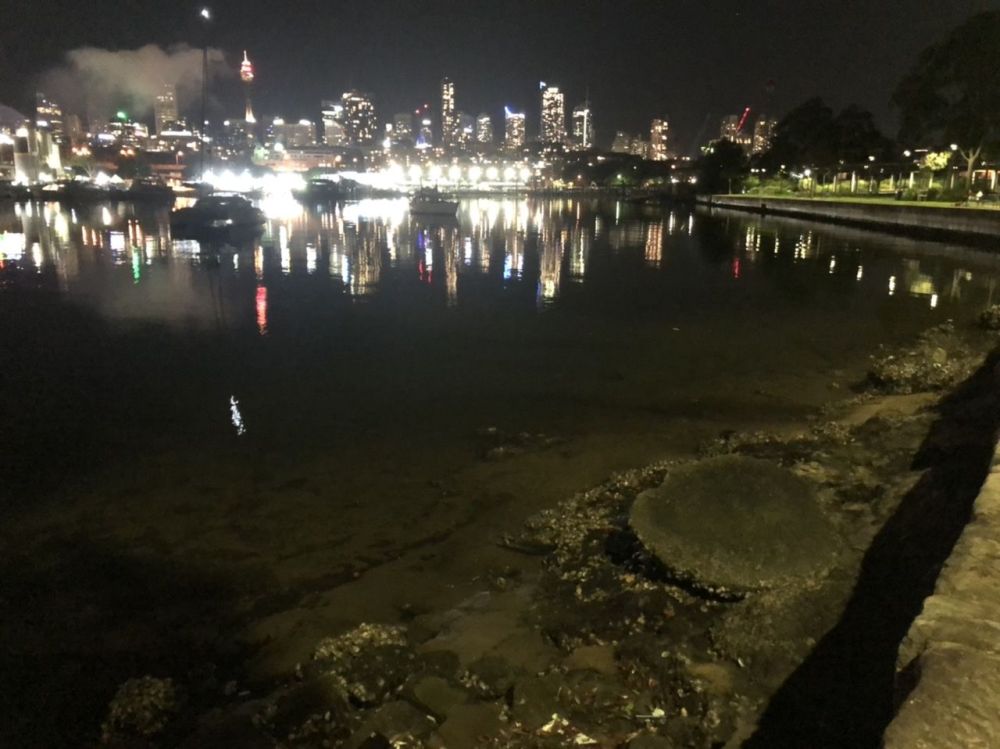 Milestones at Blackwattle Bay Fishing Reports DECKEE Community