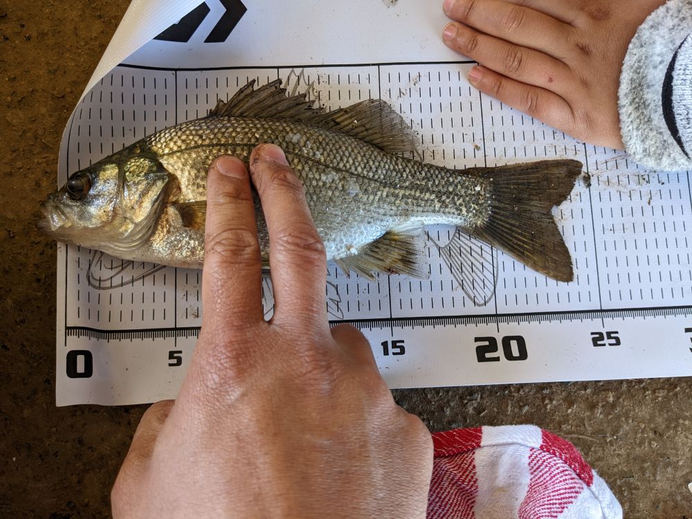 Quick Bass Parramatta River Fishing Reports DECKEE Community quick-bass-parramatta-river-fishing-reports-deckee-community