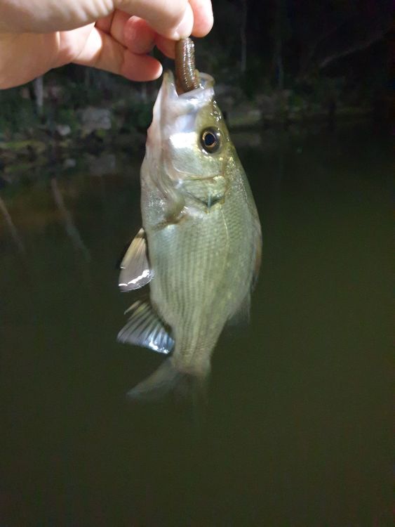 EP or bass? (Estuary Perch) - The Aquarium - DECKEE Community