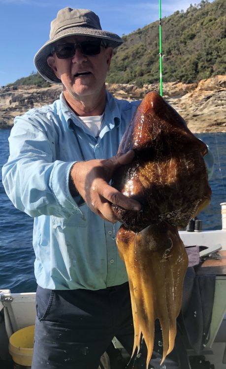 Squid and cuttlefish - Fishing Chat - DECKEE Community