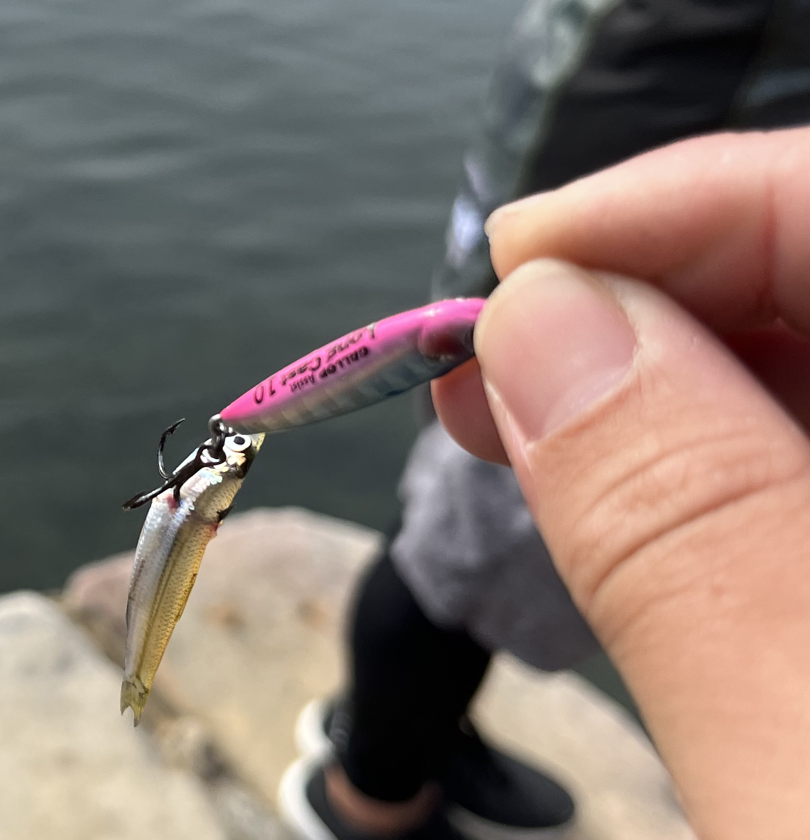 Fish Busting kingies and salmon busting up in middle harbour - Fishing Chat - DECKEE ...