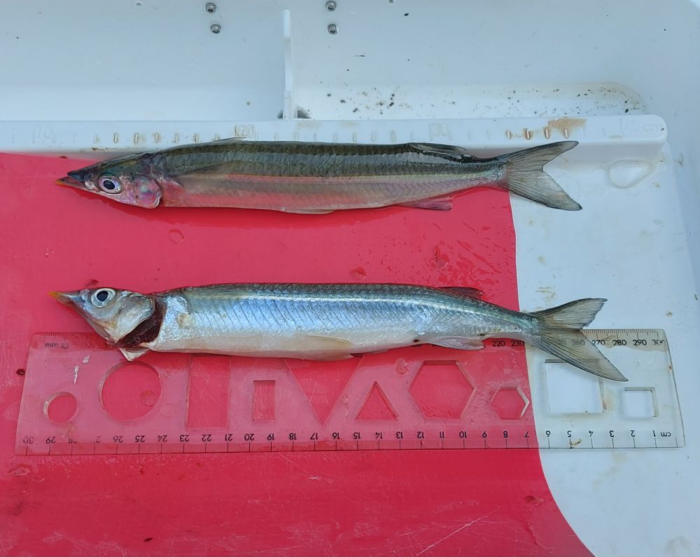 Snub Nosed Garfish on bait (done) - Submit your record fish photo ...