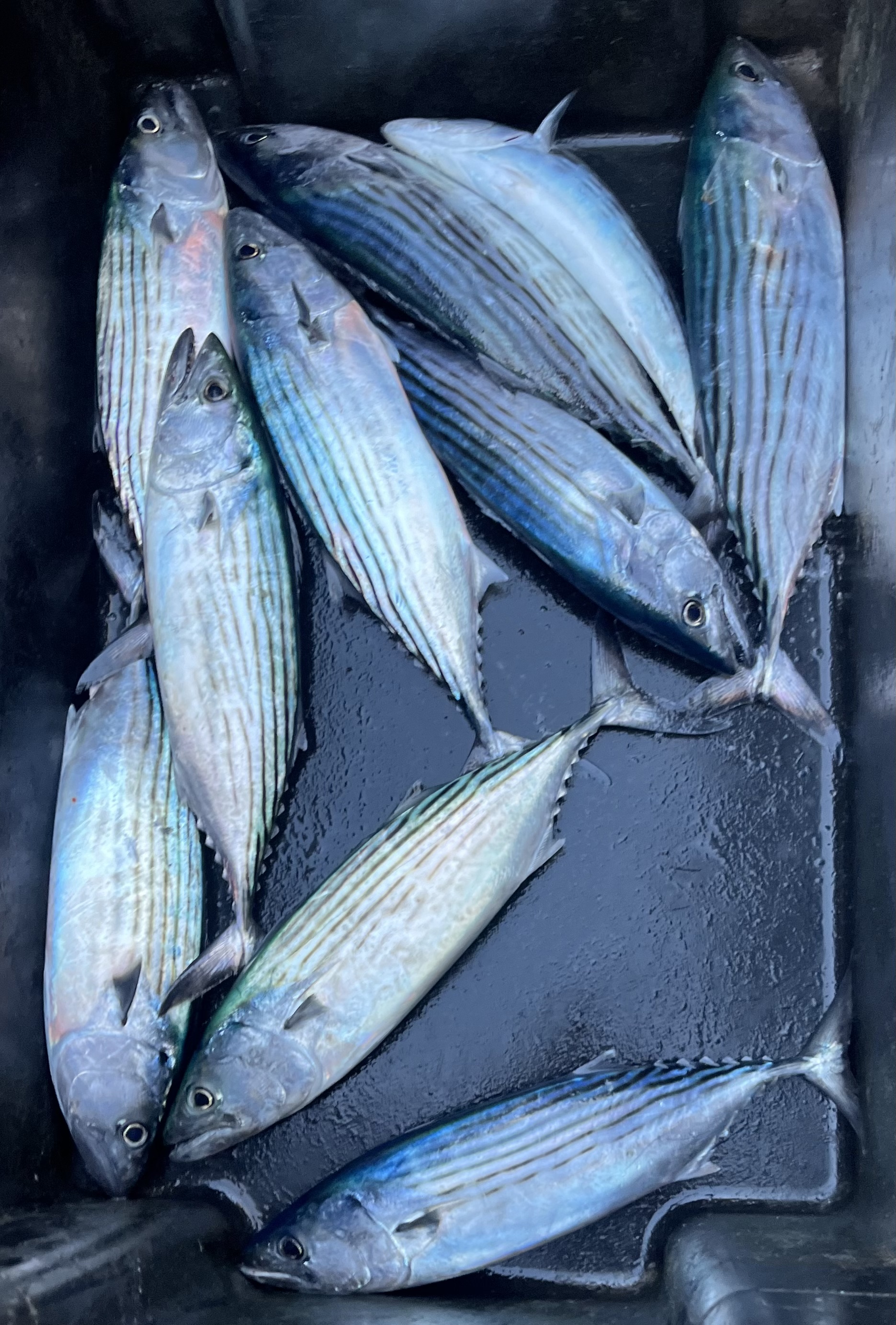 Catching slimy mackerel and pilchards? - Fishing Chat - DECKEE Community