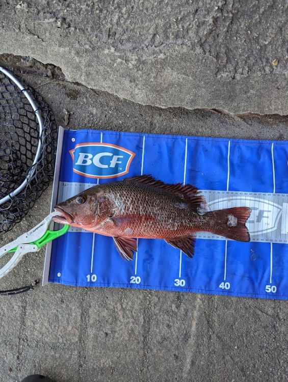 Mangrove Jack Bait Fishing Records DECKEE Community