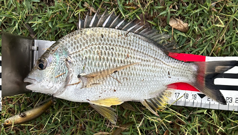 Long awaited bream on topwater - Saltwater Fishing Reports - DECKEE ...