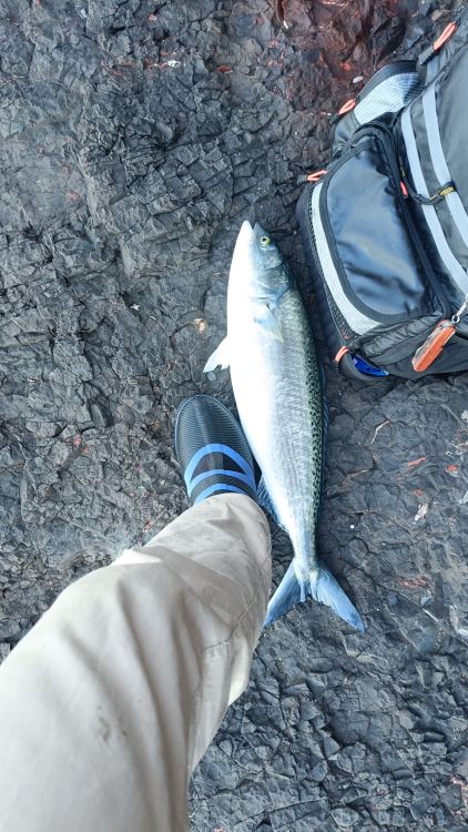First Aussie salmon - Saltwater Fishing Reports - DECKEE Community