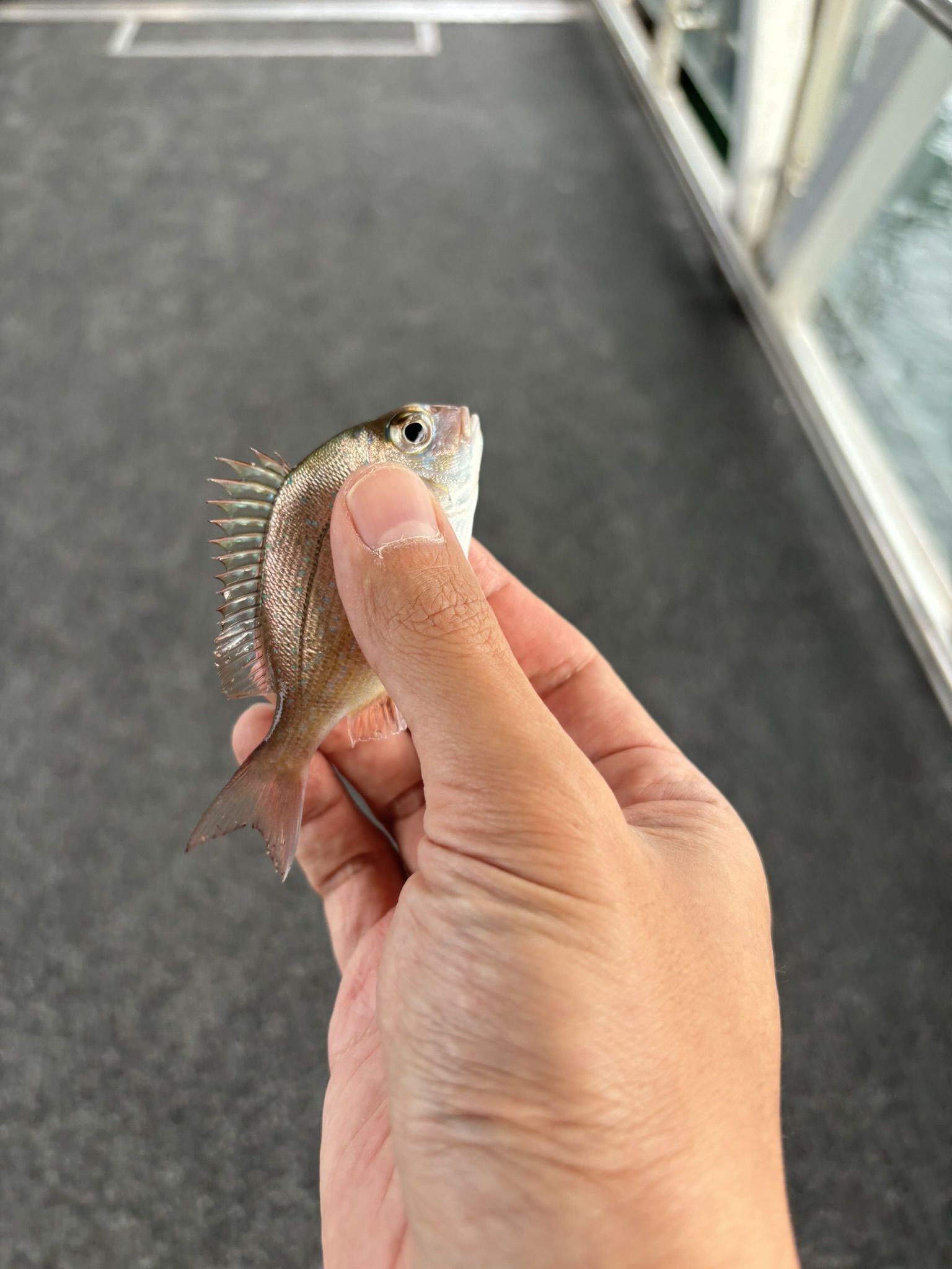 Catching my PB Bream on cheap bread and a small hook - Saltwater Fishing  Reports - DECKEE Community