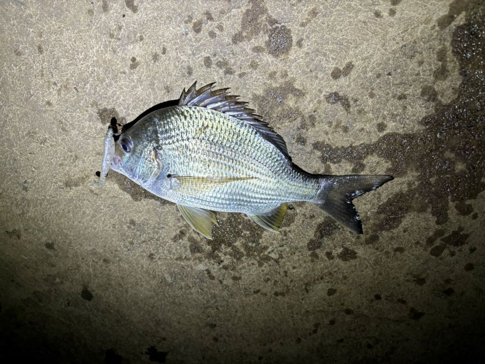 Night fishing with soft plastics produces the goods Saltwater Fishing