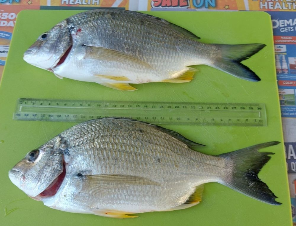 Southern Qld. - Saltwater Fishing Reports - DECKEE Community