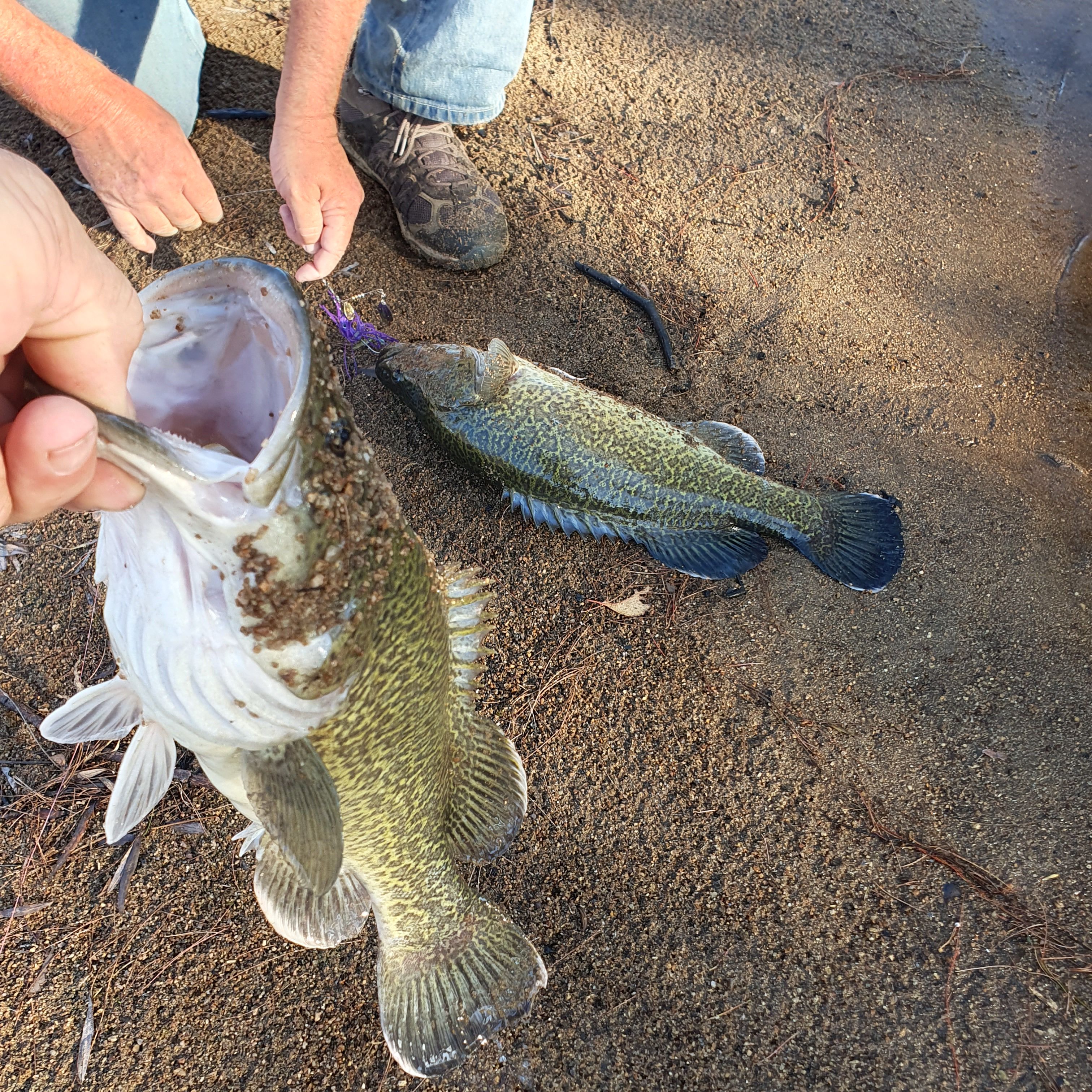 Excited Cod Fish New england weeknd cod again - Freshwater Fishing Reports - DECKEE ...