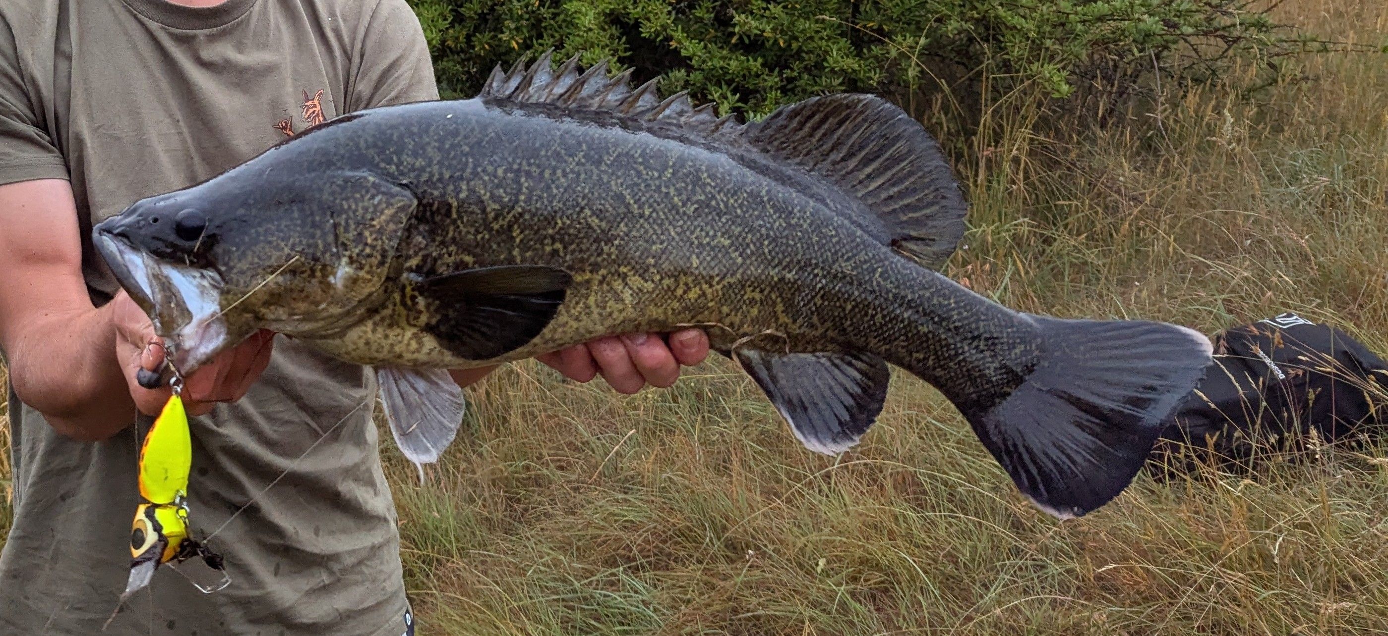 Morey Cod Filets What a session! - Murray Cod Madness - Freshwater Fishing Reports ...
