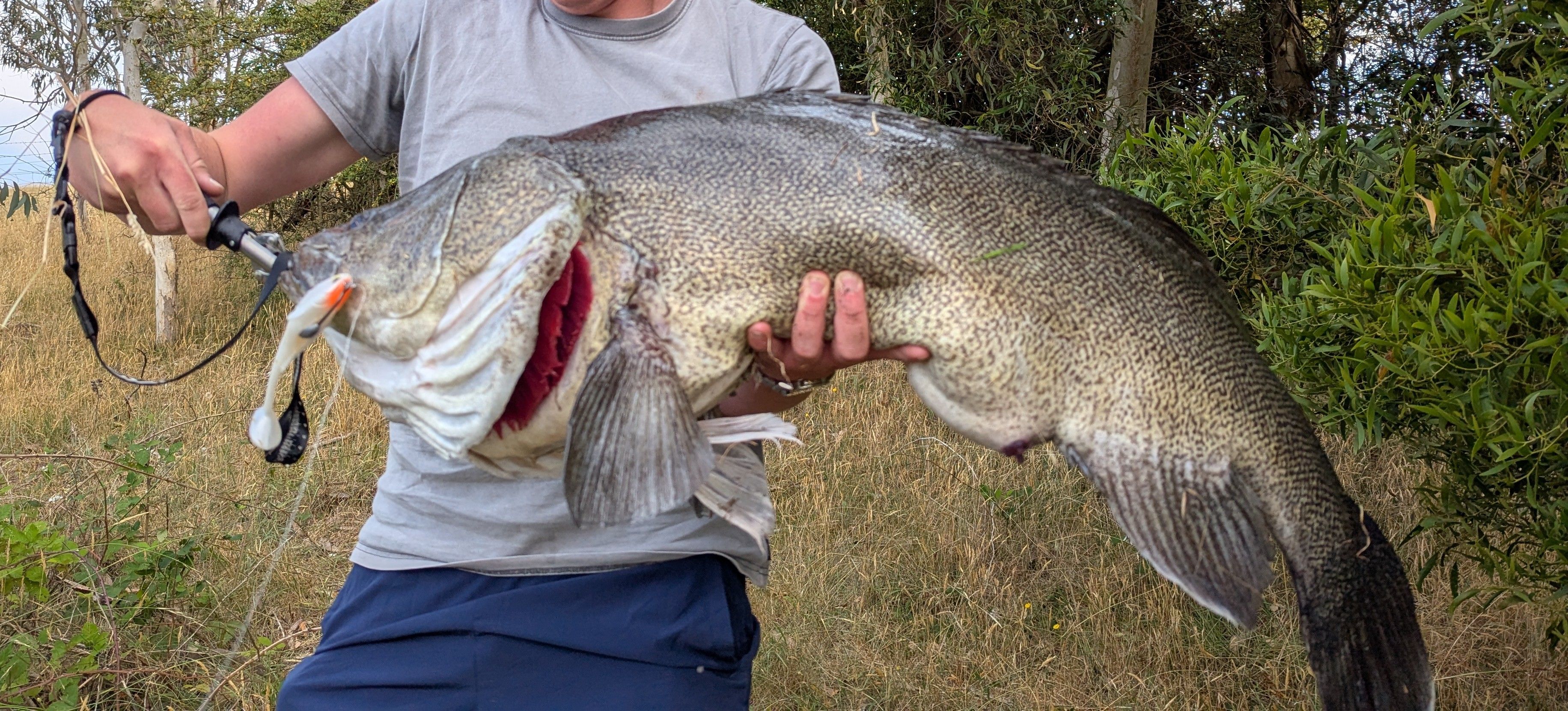 What a session! - Murray Cod Madness - Freshwater Fishing Reports ...